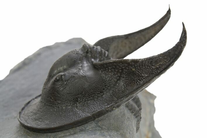 Enrolled Scotoharpes Trilobite - Boudib, Morocco #328608